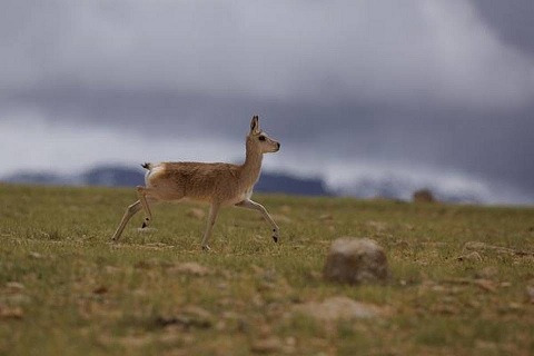 Tibetan-Gazelles